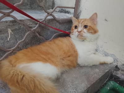 Persian male cat