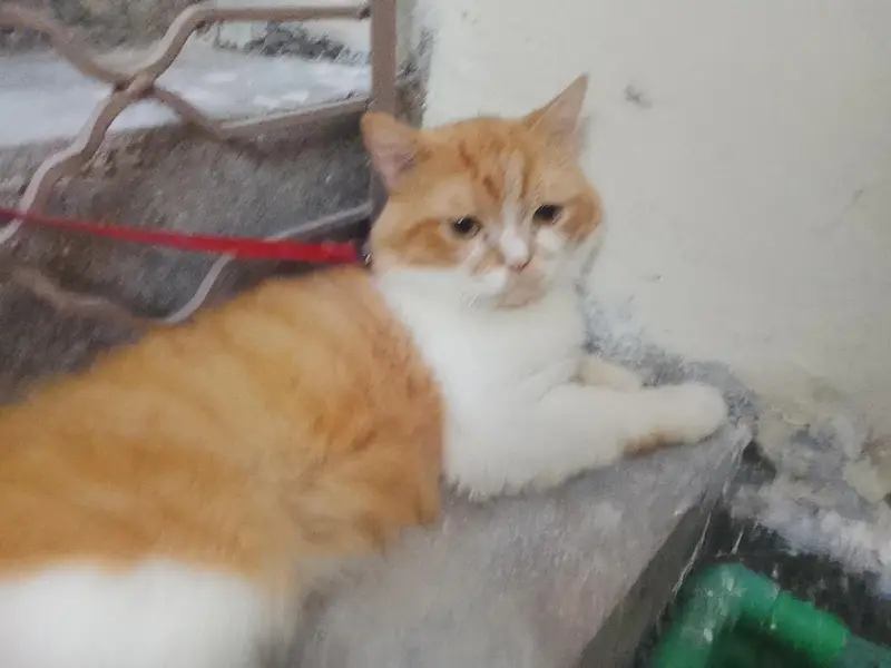Persian male cat — photo 2