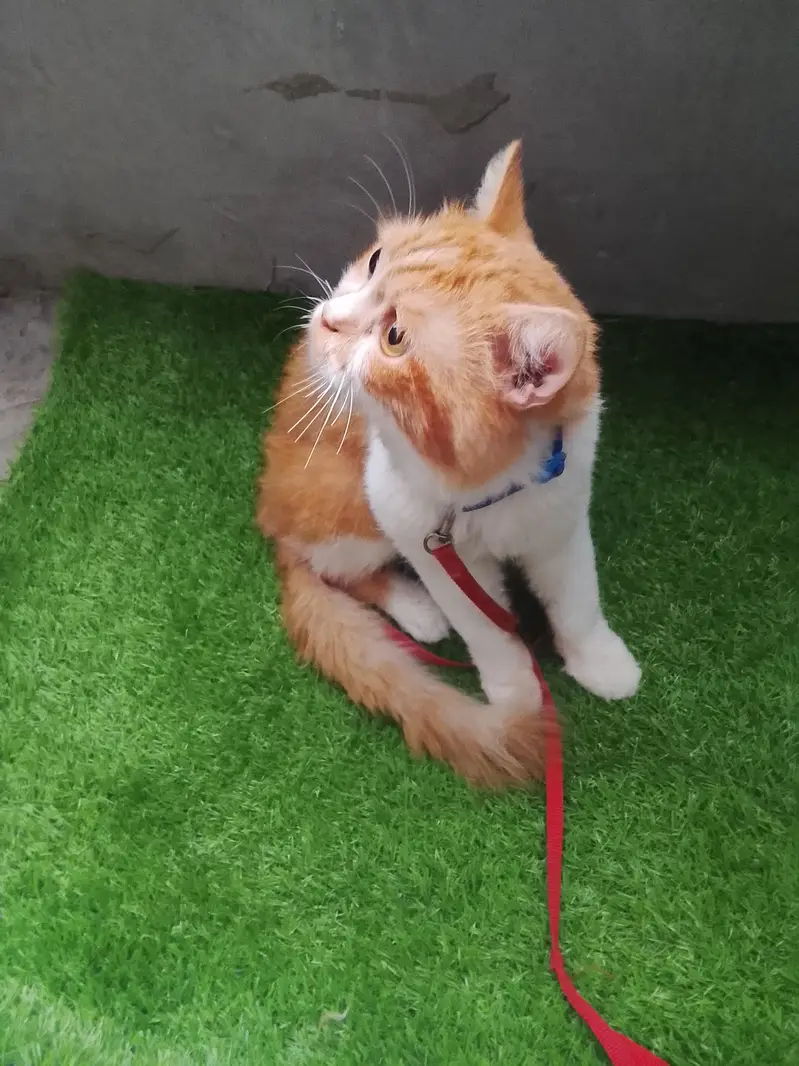 Persian male cat — photo 3