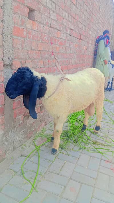 bakra donda