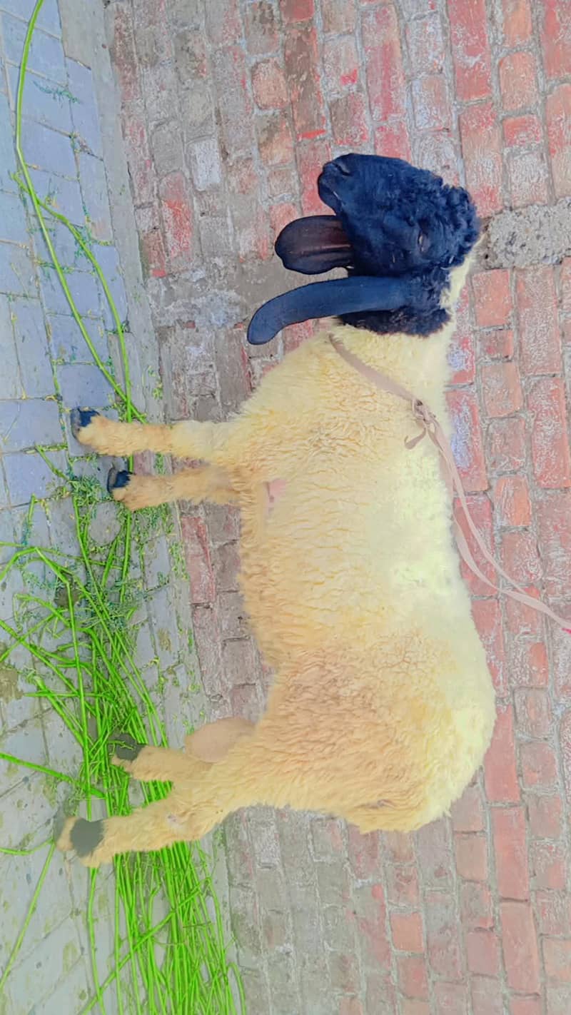 bakra donda 1
