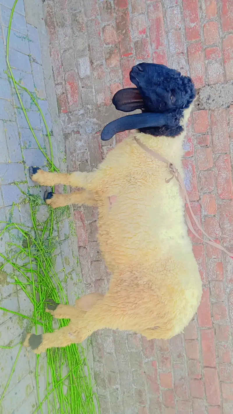 bakra donda — photo 2