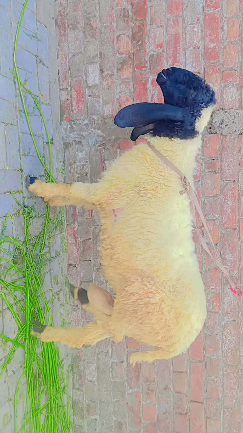 bakra donda — photo 3