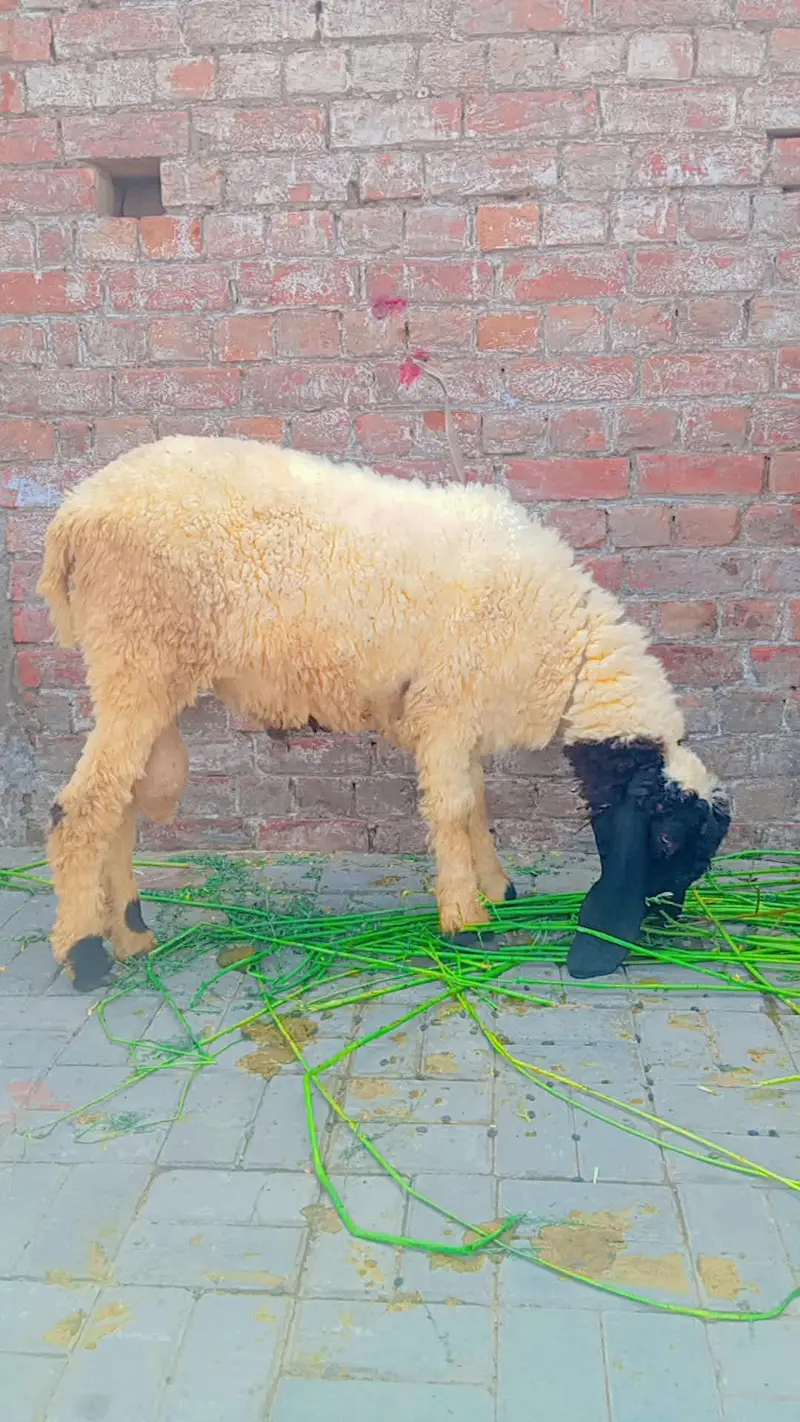 bakra donda — photo 4