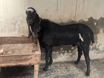 breader Bakra for sell hia bhoot hi Alla chez hia