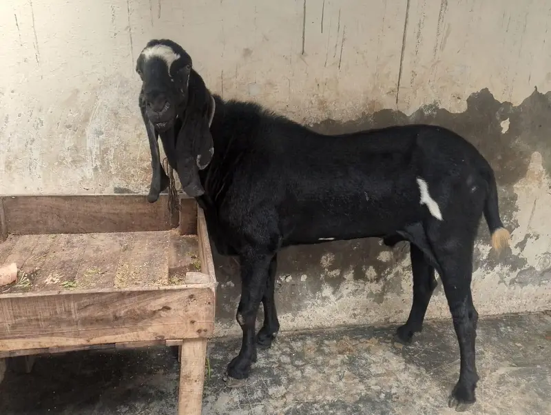 breader Bakra for sell hia bhoot hi Alla chez hia