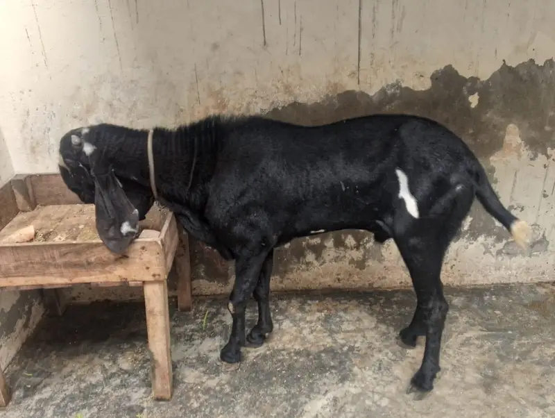 breader Bakra for sell hia bhoot hi Alla chez hia — photo 2