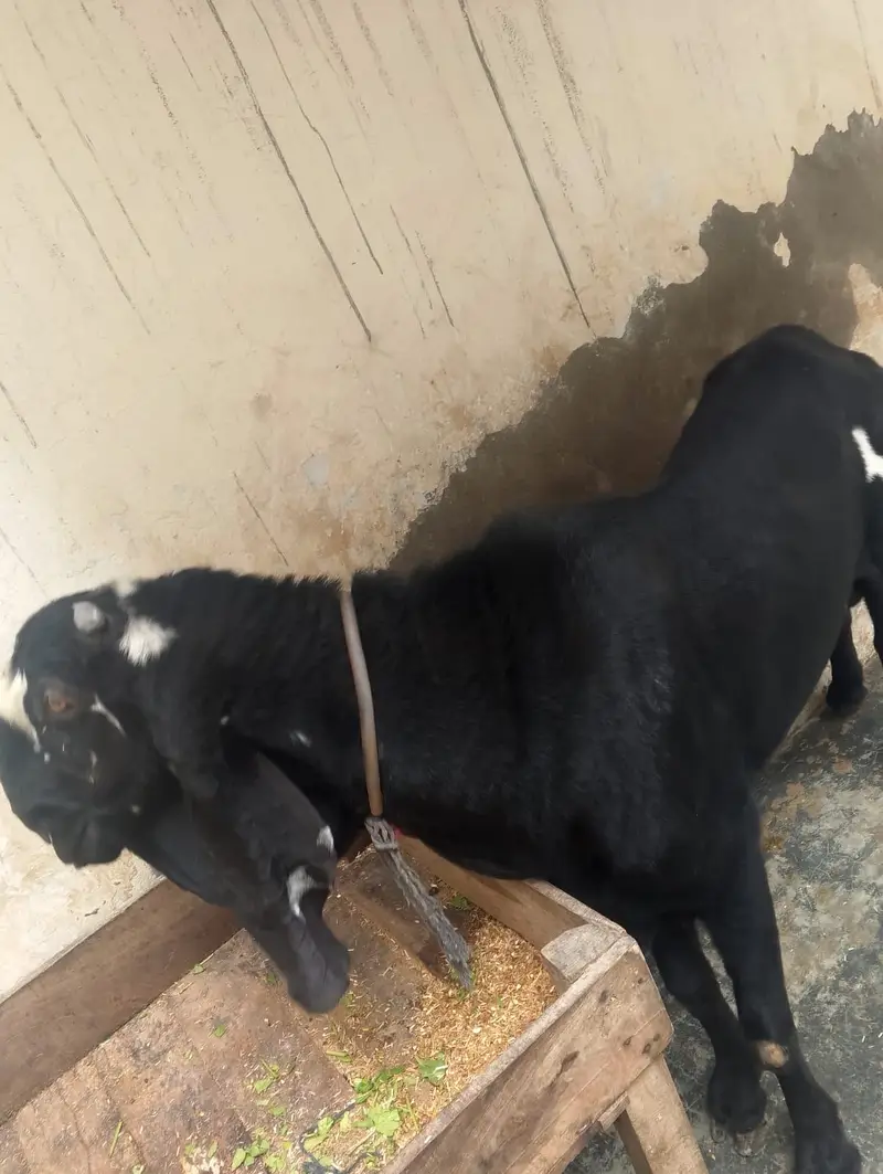 breader Bakra for sell hia bhoot hi Alla chez hia — photo 3