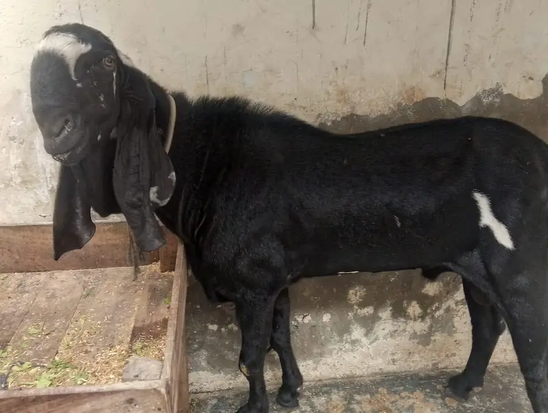 breader Bakra for sell hia bhoot hi Alla chez hia — photo 4