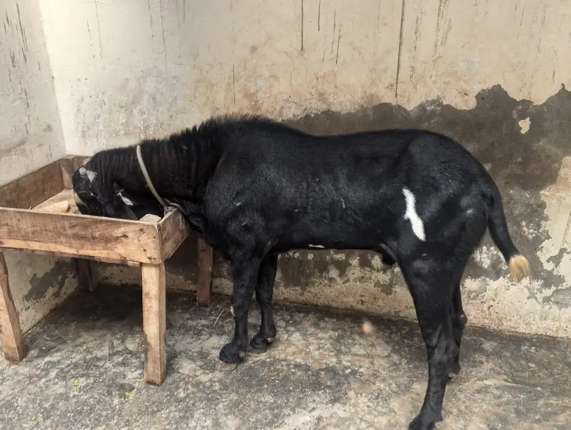breader Bakra for sell hia bhoot hi Alla chez hia — photo 5