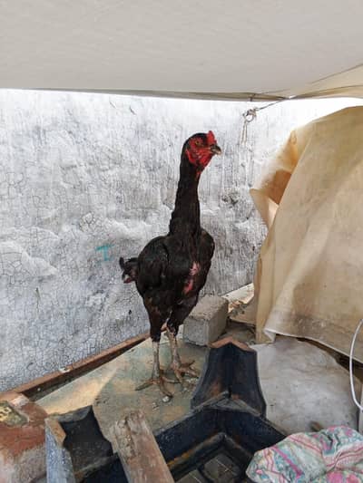 thai shamo cros maddi available