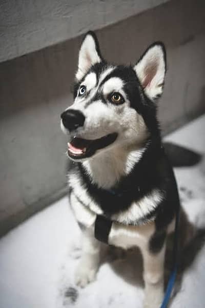 Siberian Husky / husky dog / breeder female dog for sale