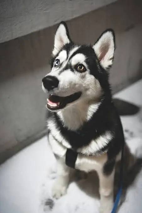 Siberian Husky / husky dog / breeder female dog for sale
