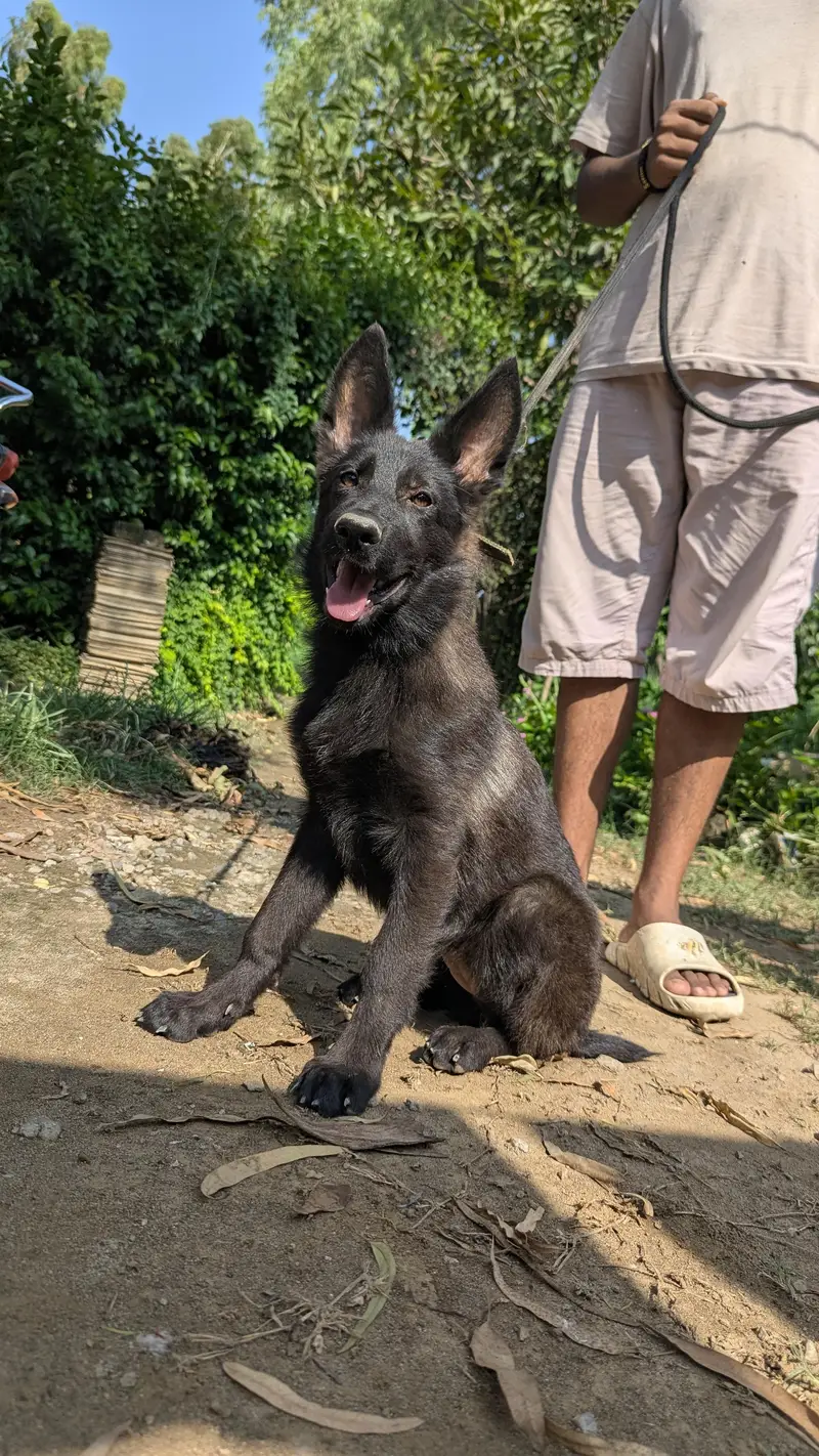 German shepherd gsd class female price 50k