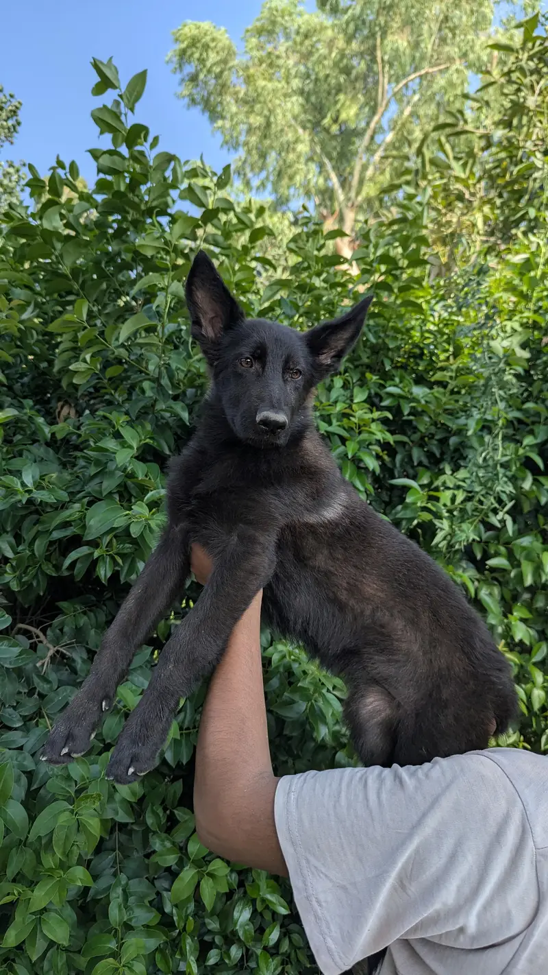 German shepherd gsd class female price 50k — photo 2