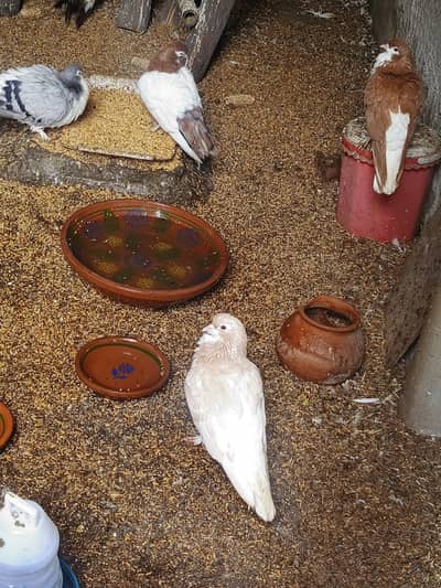 fancy Breeder pairs Available