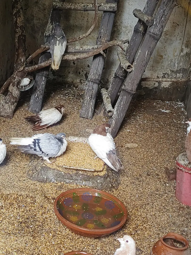 fancy Breeder pairs Available — photo 2