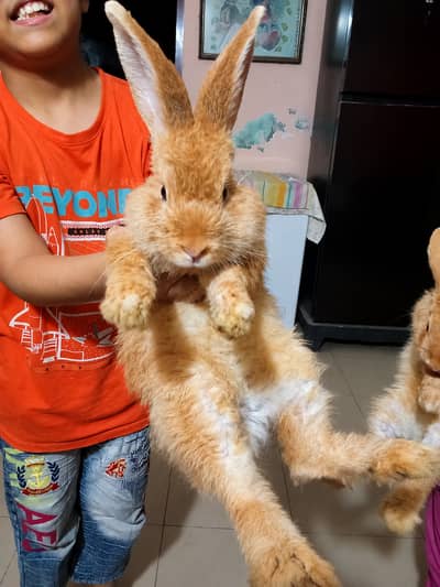 Palomino rabbits (3kg bloodline) for sale (model town extension Lahore