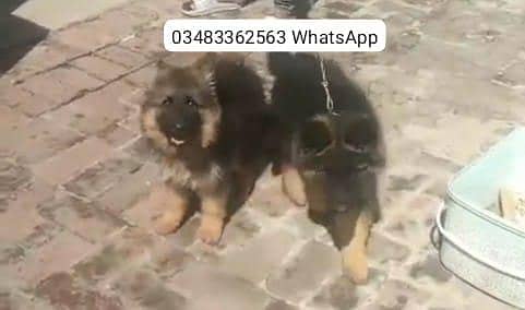German Shepherd puppies long cot for sale my WhatsApp.