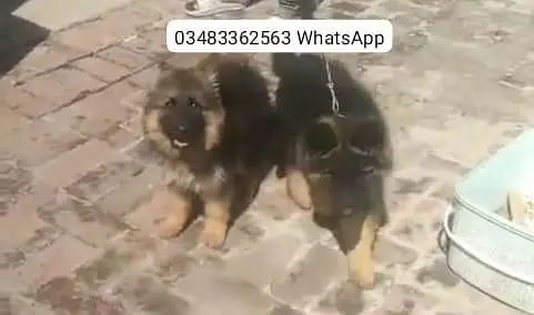German Shepherd puppies long cot for sale my WhatsApp.