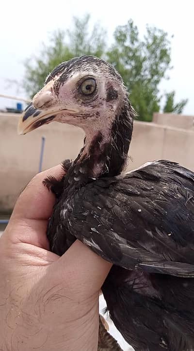 high quality lassani chick available ha total 7 pice ha