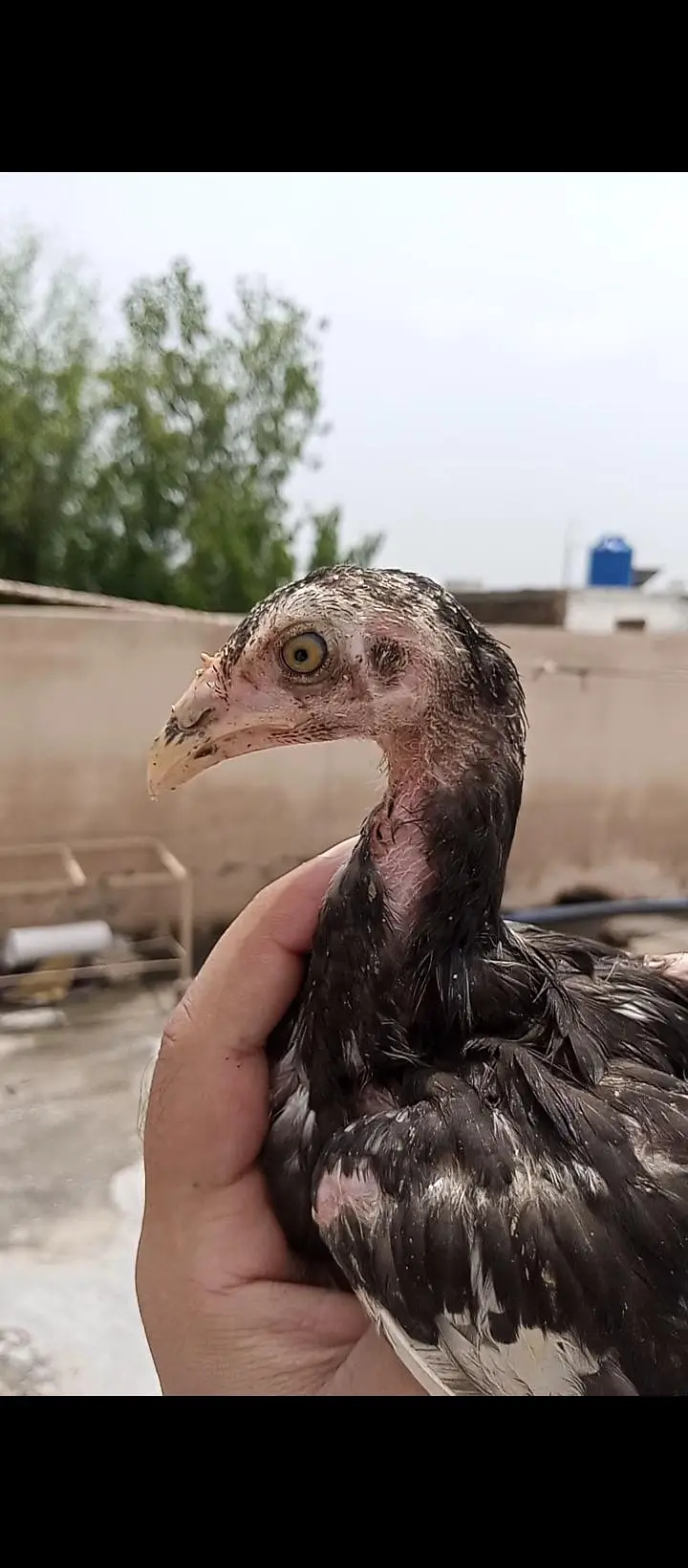 high quality lassani chick available ha total 7 pice ha — photo 2