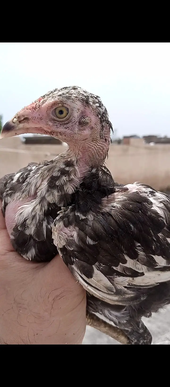 high quality lassani chick available ha total 7 pice ha — photo 3