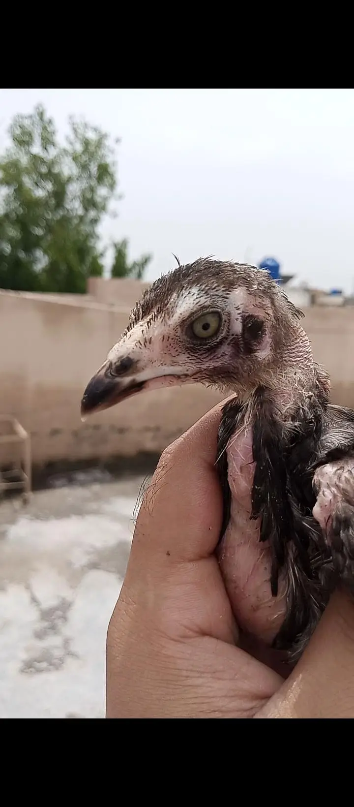 high quality lassani chick available ha total 7 pice ha — photo 4