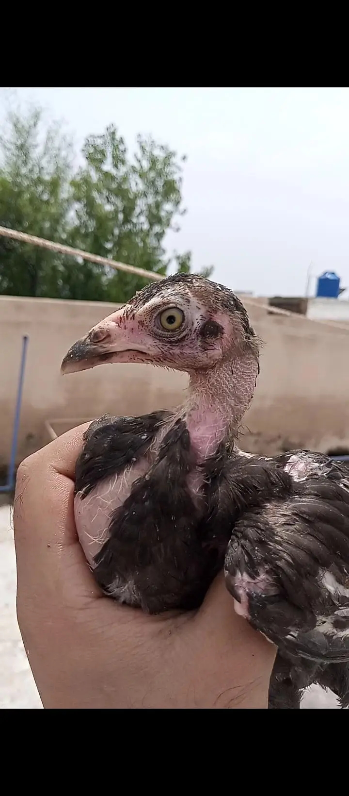 high quality lassani chick available ha total 7 pice ha — photo 5