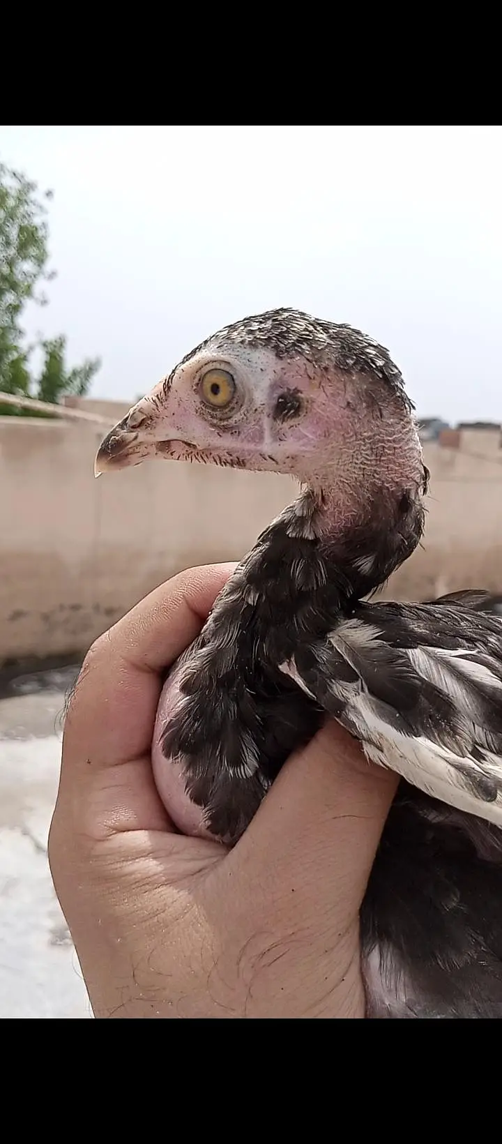 high quality lassani chick available ha total 7 pice ha — photo 6