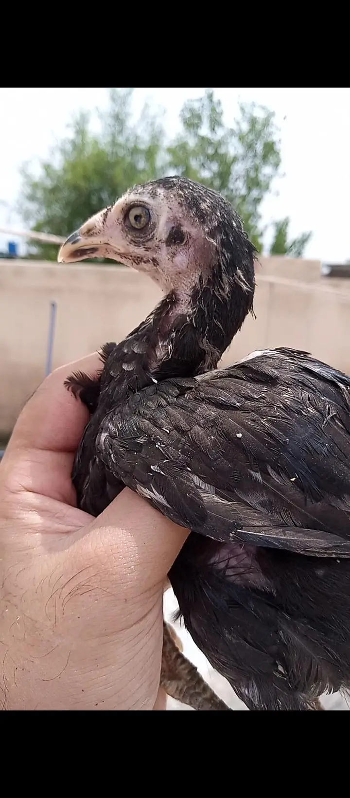 high quality lassani chick available ha total 7 pice ha — photo 7