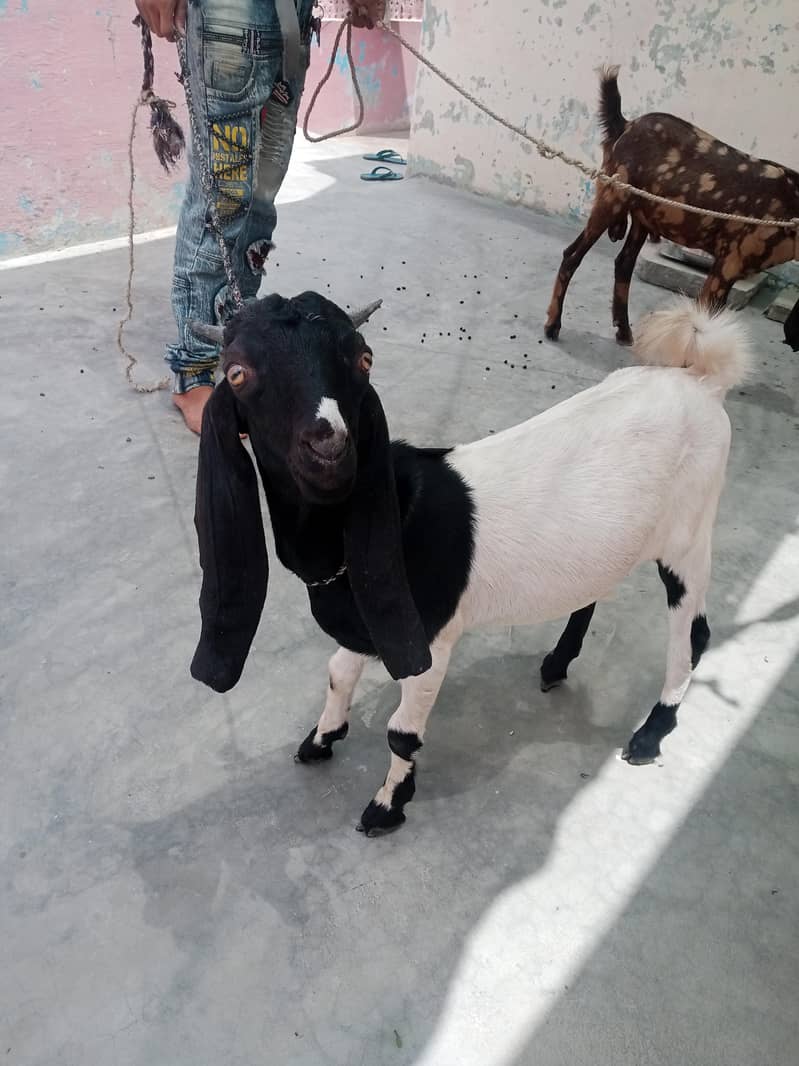 Bakra 1