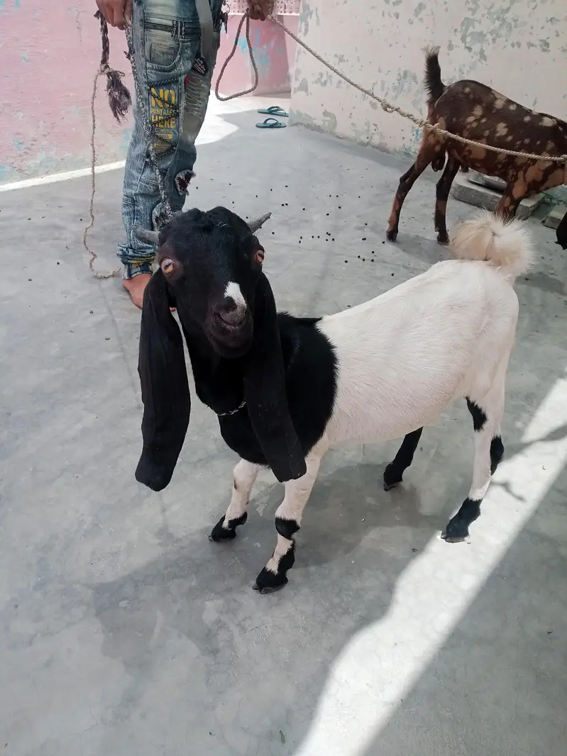 Bakra — photo 2