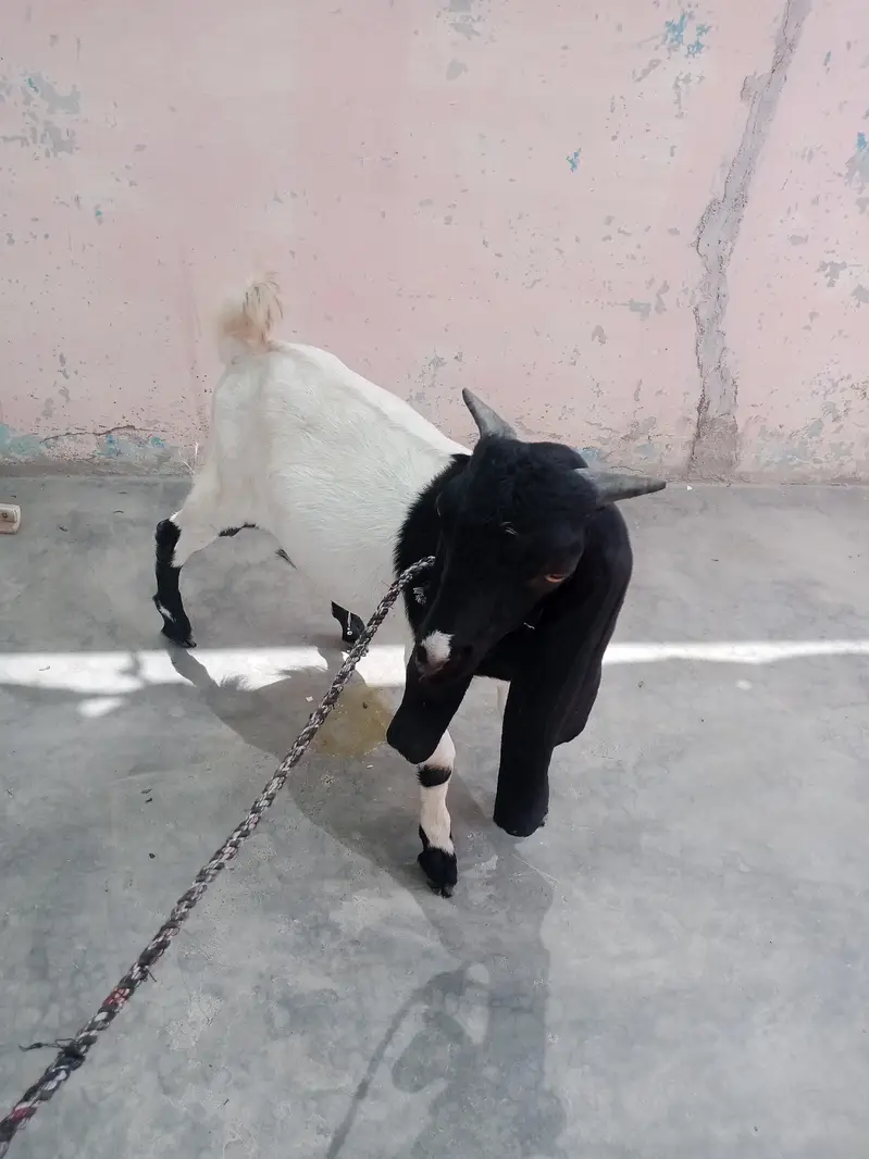 Bakra — photo 4