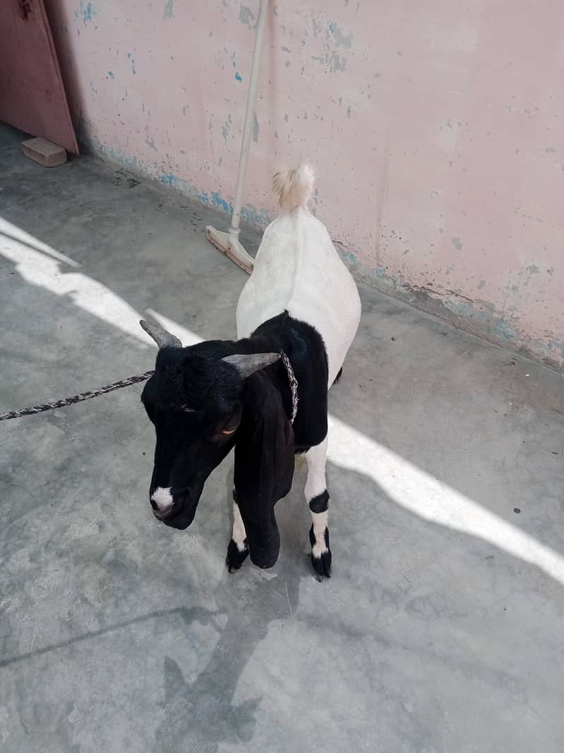 Bakra 4