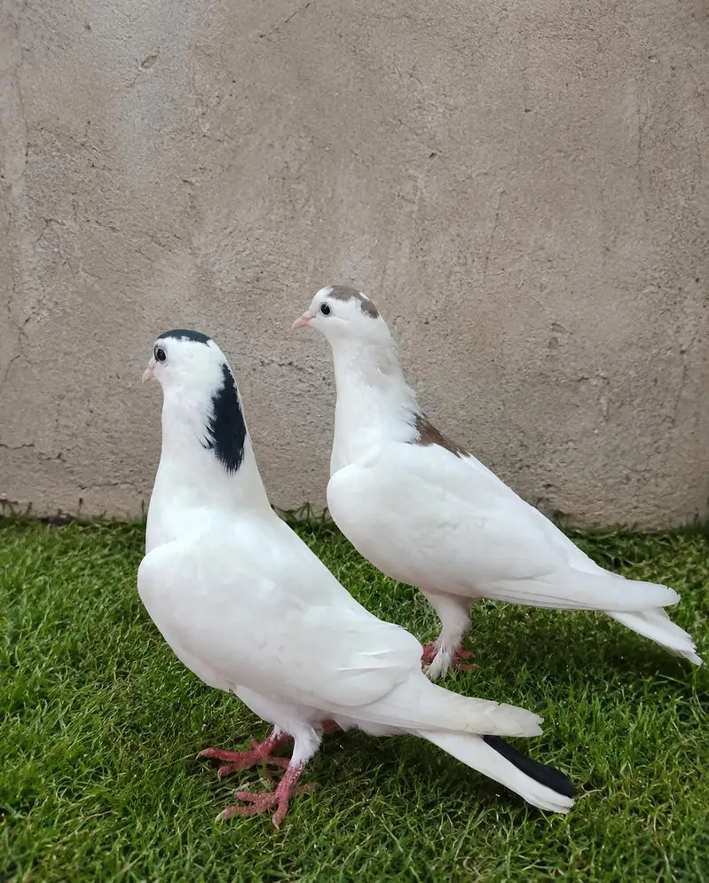 fancy pigeon home breed — photo 2