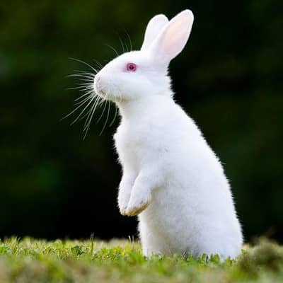 New Zealand Rabbit Red  Eyes Pure White