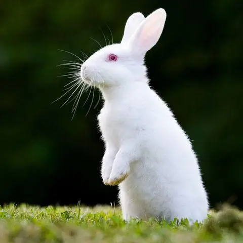 New Zealand Rabbit Red  Eyes Pure White