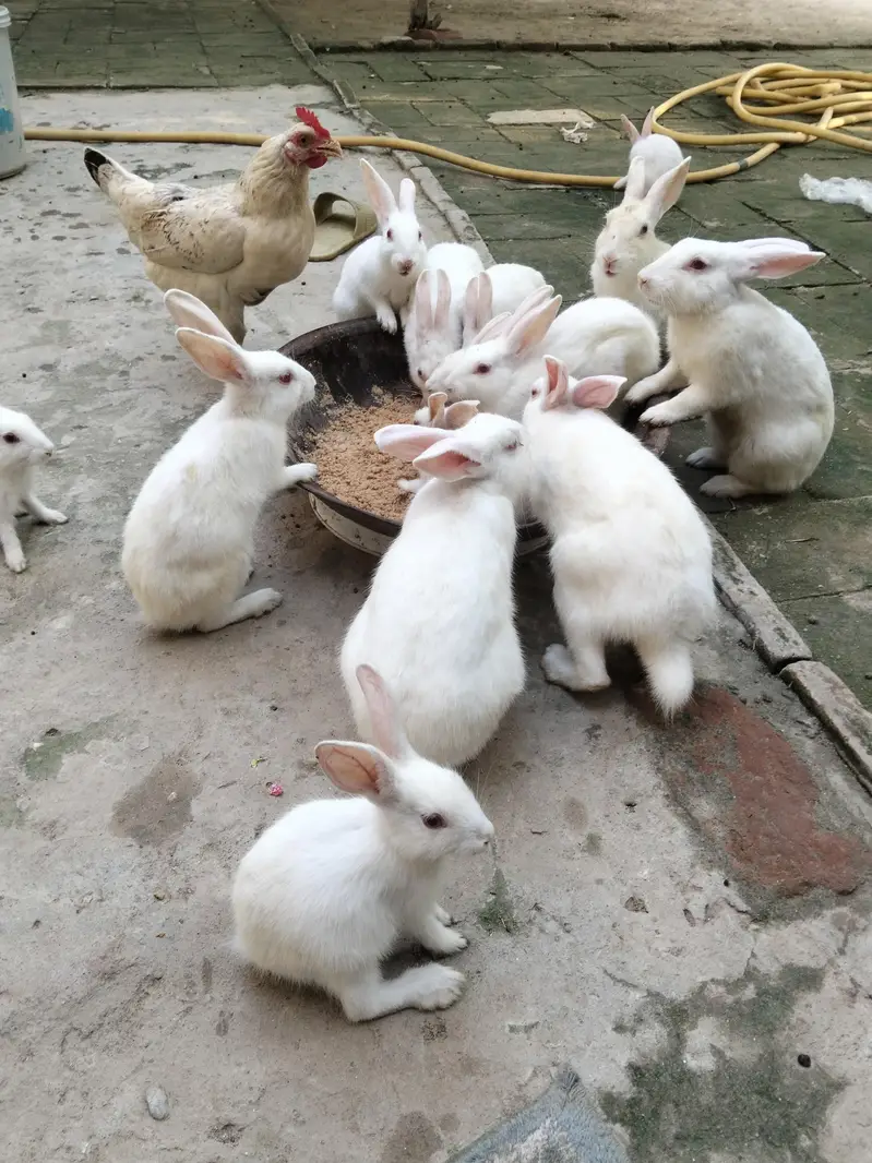New Zealand Rabbit Red  Eyes Pure White — photo 2