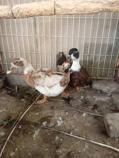 2 females duck for sale