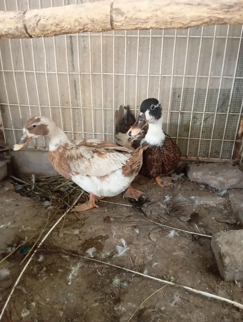 2 females duck for sale