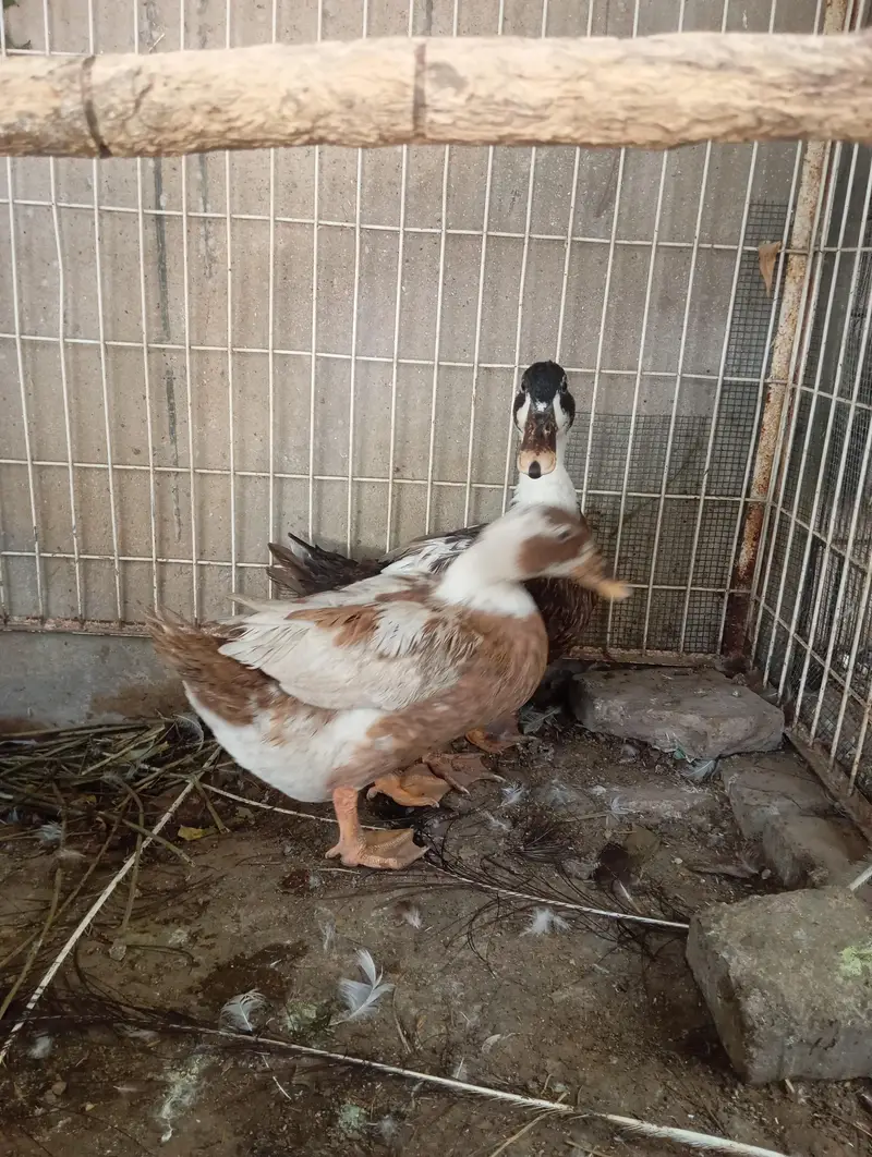 2 females duck for sale — photo 2
