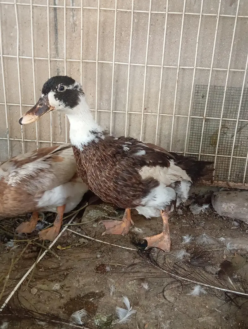 2 females duck for sale — photo 3
