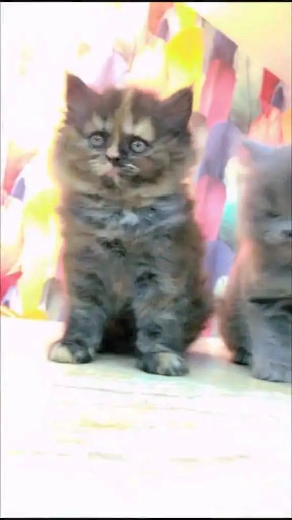 Persian cat for sale male my WhatsApp 334=45=91=204 — photo 2