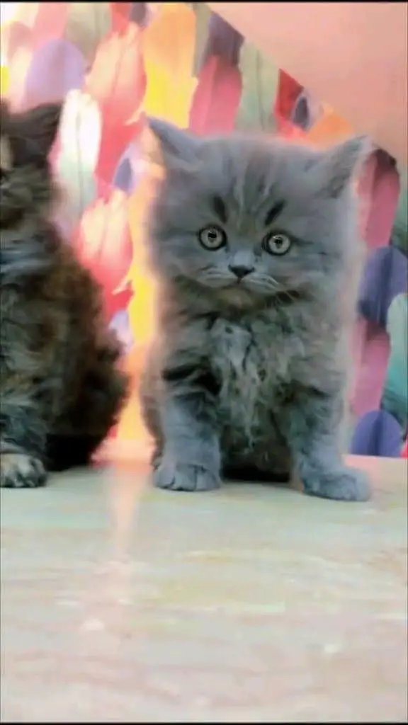 Persian cat for sale male my WhatsApp 334=45=91=204 — photo 5