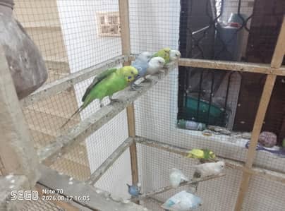 19 parrot total