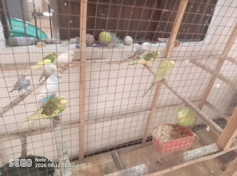 19 parrot total — photo 2