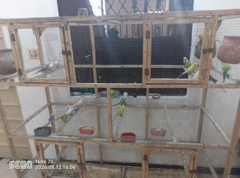 19 parrot total — photo 3