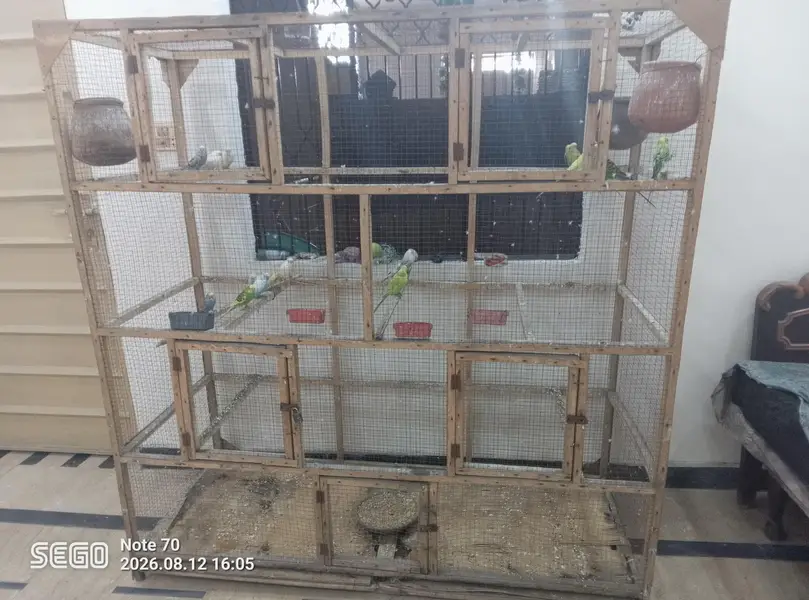 19 parrot total — photo 4