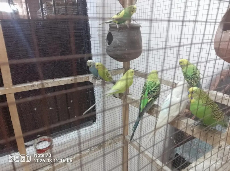 19 parrot total — photo 5